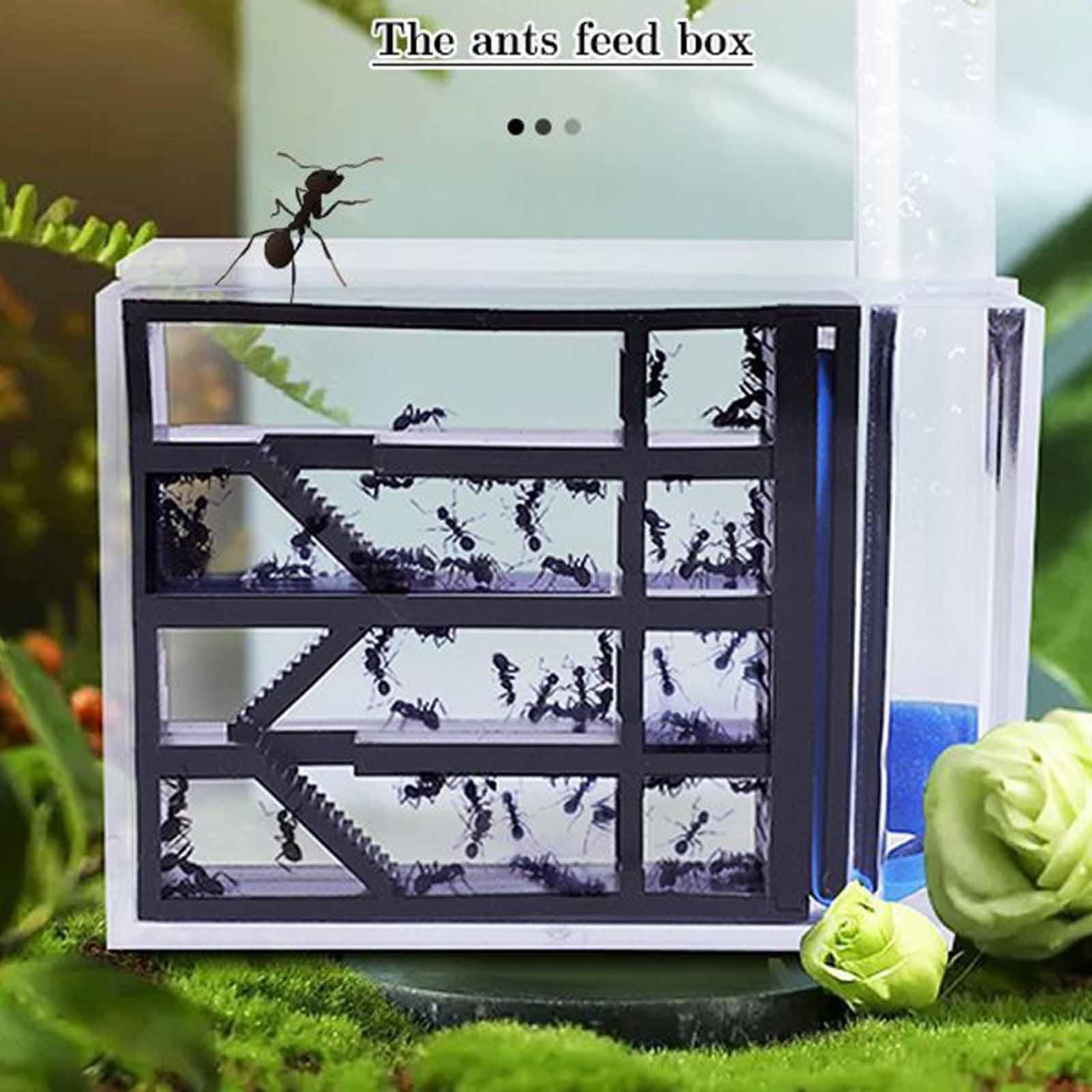 Ameisenfarm zum Selberbauen: W – Home Decor Habitat Bewertung und Preis